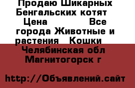 Продаю Шикарных Бенгальских котят › Цена ­ 17 000 - Все города Животные и растения » Кошки   . Челябинская обл.,Магнитогорск г.